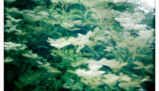 Elderflower Cordial