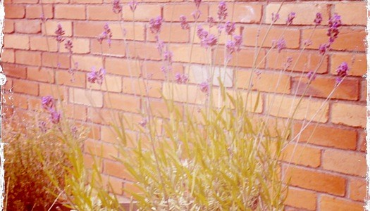 Botany