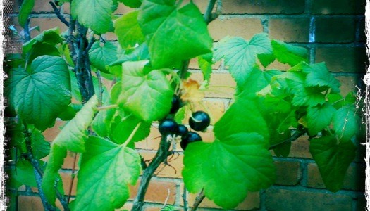 Blackcurrants