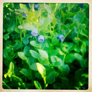 bilberries