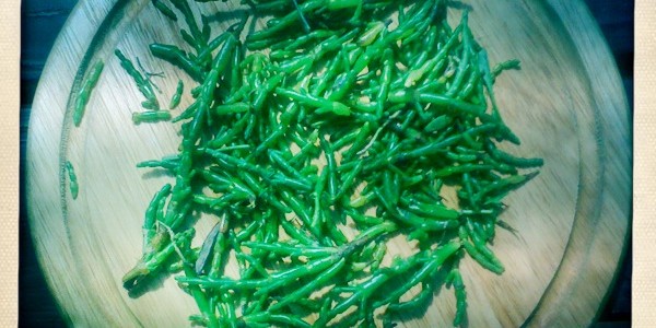 samphire season